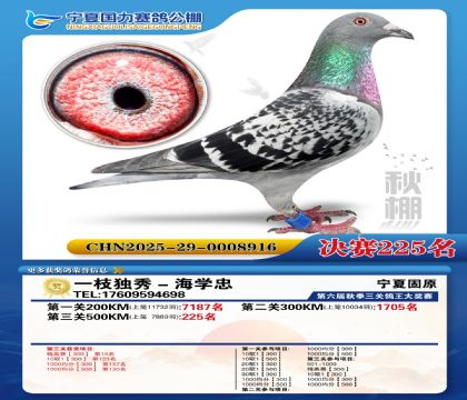 国力秋棚决赛225名