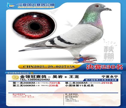 国力秋棚决赛230名