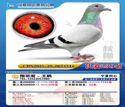 国力秋棚决赛239名