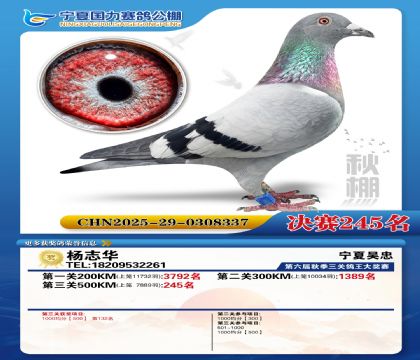 国力秋棚决赛245名