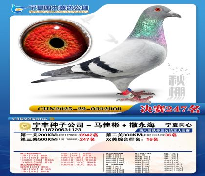 国力秋棚决赛247名