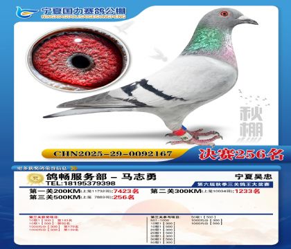 国力秋棚决赛256名