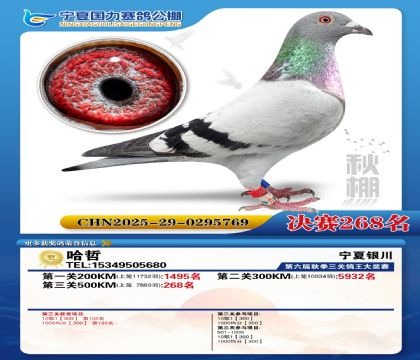 国力秋棚决赛268名