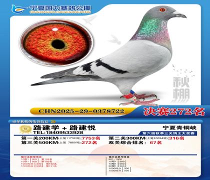 国力秋棚决赛272名