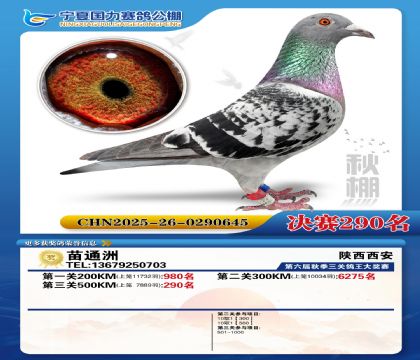 国力秋棚决赛290名