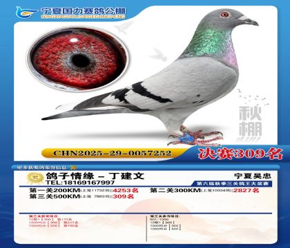 国力秋棚决赛309名