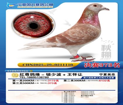 国力秋棚决赛373名