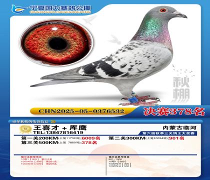 国力秋棚决赛378名