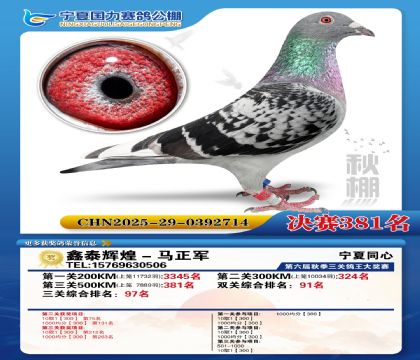 国力秋棚决赛381名