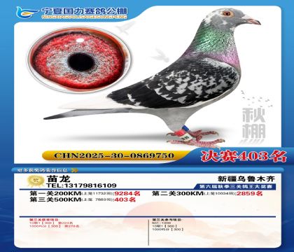 国力秋棚决赛403名