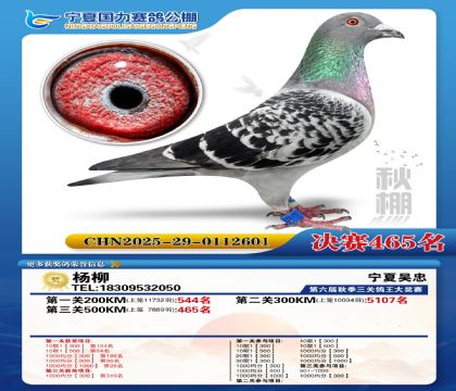 国力秋棚决赛465名