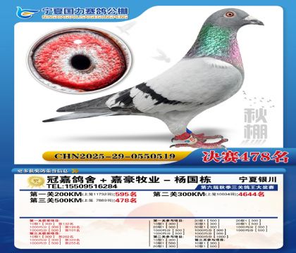 国力秋棚决赛478名