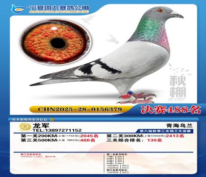 国力秋棚决赛488名