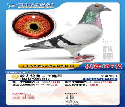 国力秋棚决赛497名