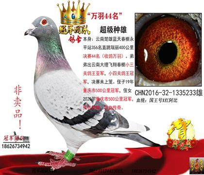 部分下代鴿一公棚44