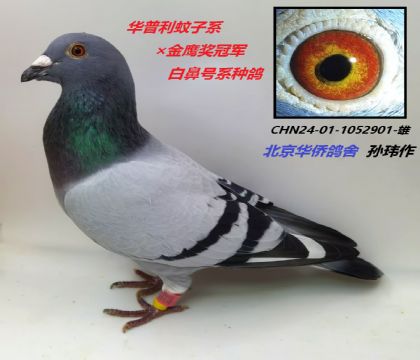 8̖--ױ̖ϵN-1052901-