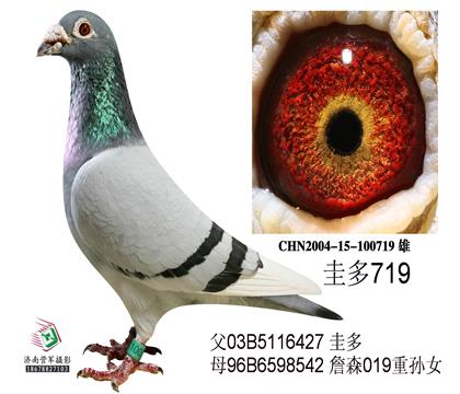 父親一珍寶鴿業(yè)圭多719
