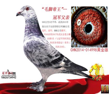 父親一毛腳帝王(冠軍之源)