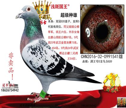 父親一淺斑國王(冠軍源頭鴿)