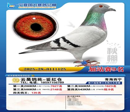 国力秋棚加站赛9名