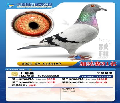 国力秋棚加站赛31名