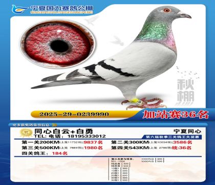 国力秋棚加站赛36名