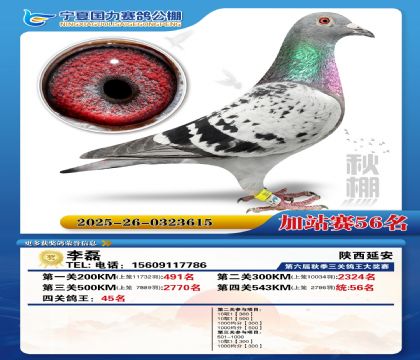 国力秋棚加站赛56名