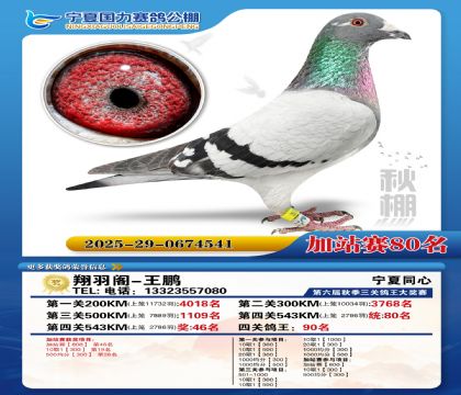 国力秋棚加站赛80名