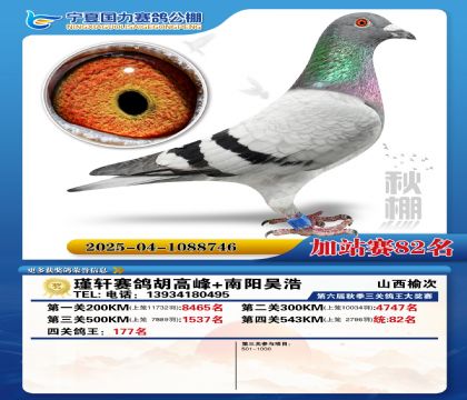 国力秋棚加站赛82名