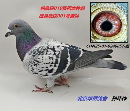 7̖--OƷղɭ001̖O-02468