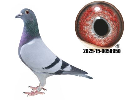 ܇(ch)^ֱӴţ280ֱOŮ