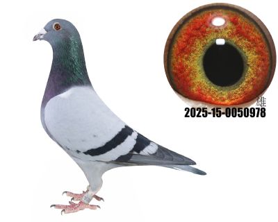 ¹ţ̖(ho)ֱӴţ280ֱOŮ978