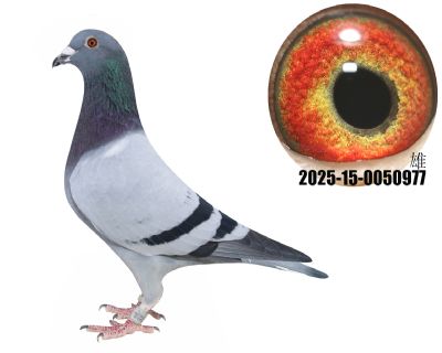 ¹ţ̖(ho)ֱӴţ280ֱOŮ977