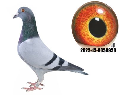 ţ55ֱOţ280ֱOŮţOH