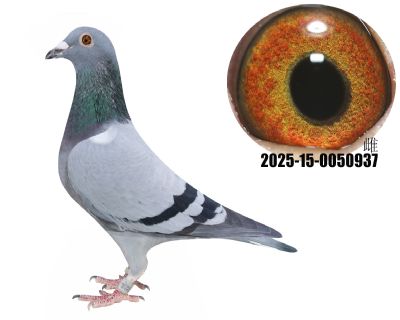 ¹ţ̖(ho)ֱӴţ280ֱOŮ937