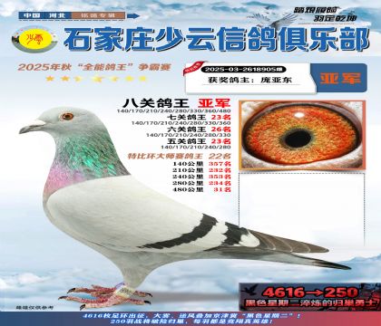 石家莊少云特比八關(guān)鴿王亞軍