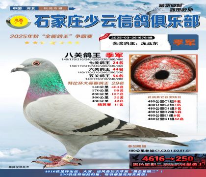 石家莊少云特比八關(guān)鴿王季軍