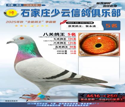 石家莊少云八關(guān)鴿王5名