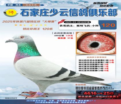 石家莊少云特比鴿王120名