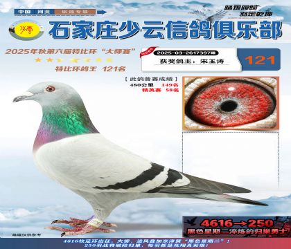 石家莊少云特比鴿王121名