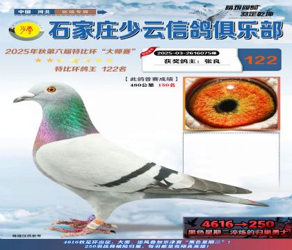 石家莊少云特比鴿王122名