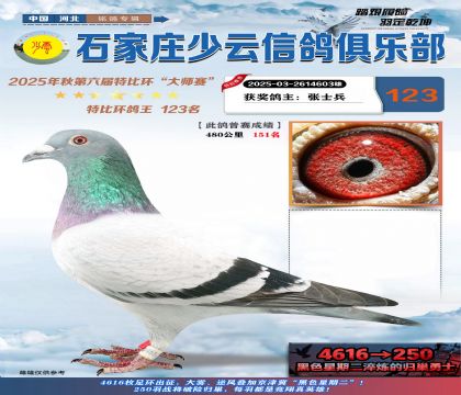 石家莊少云特比鴿王123名