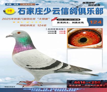 石家莊少云特比鴿王124名