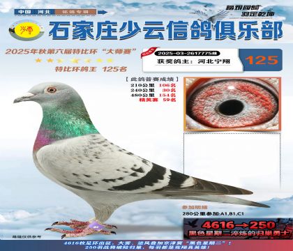 石家莊少云特比鴿王125名