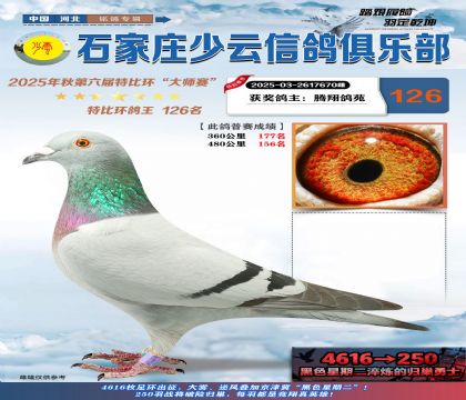 石家莊少云特比鴿王126名