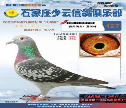 石家莊少云特比鴿王127名