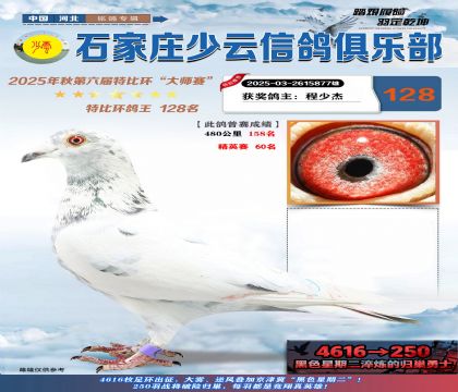 石家莊少云特比鴿王128名