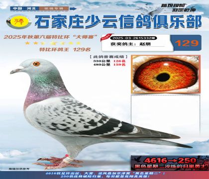 石家莊少云特比鴿王129名