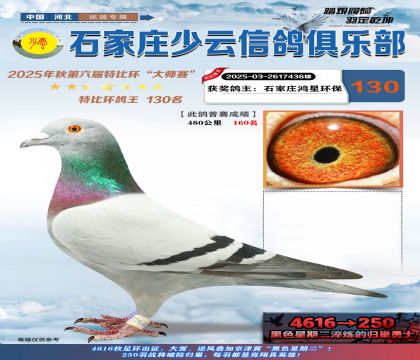 石家莊少云特比鴿王130名