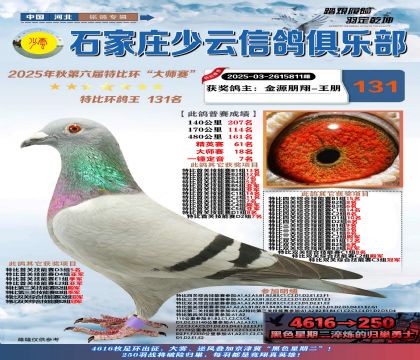 石家莊少云特比鴿王131名